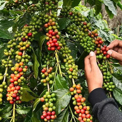 Raw Coffee Processing