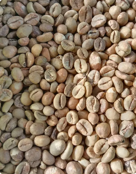 Roasted Beans